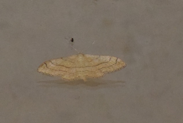 Idaea aversata f. remutata (Geometridae)? S�